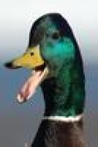 duckcmdr