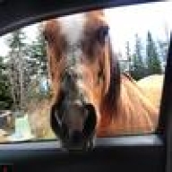 cowgirlrideon