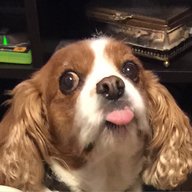Cohbsteq