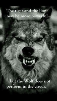 Mountainwolf