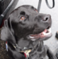 Scalded_Dawg