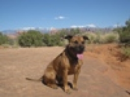 Wishbone Runner