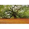 Quercus