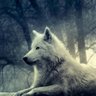 Wolf64