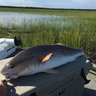 LOWCOUNTRY78