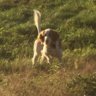 BirdDogVT