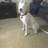 dogoargentino