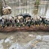 GreenheadKiller