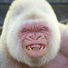 ALBINO_GORILLA