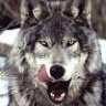 Silentwolf