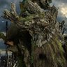 Tree_Beard