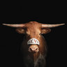 Bevo