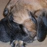 BigDawgTaz