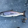 FISHERGUYONT