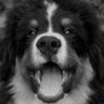 DoginTaco