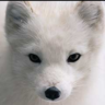 sparky09