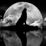 Lonewolf4life