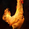 Fire Chicken