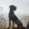Tnbirdhunter