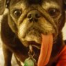 Pugman12