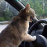 buddcat
