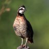 quail_bird