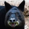 tapir44