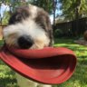 Taco_Dog