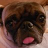 PugpoweredTRD