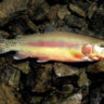 Goldenrainbow6