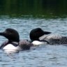 Loon Man