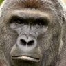 RIP_Harambe