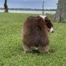 TippyTaco