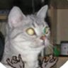 BigCat1