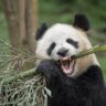 bamboo butler