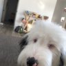 MaiziemyDog