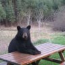 Shuswapbear