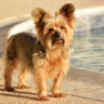 yorkiebyte