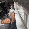 Hounds_Iron
