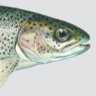 Dan Fishtruck