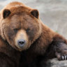 Ol Bear Bc
