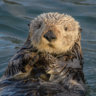 xSeaOtterx