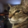 Catking