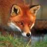 RedFox976