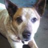 RedHeelerHarnesses