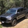Silverthorn