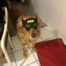 Batmangladiatorpig