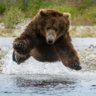 KevlarBear