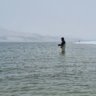 onedesertseal