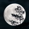 luna_tacoma
